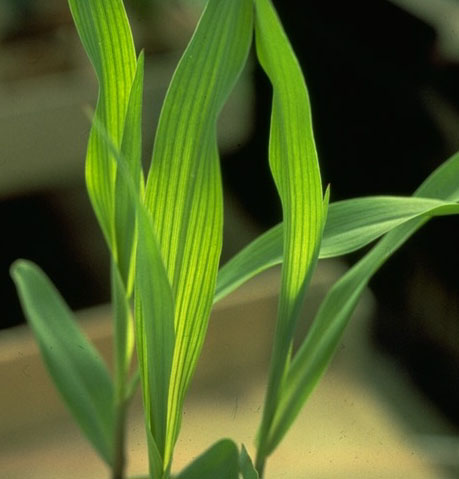 Interveinal Chlorosis Cannabis