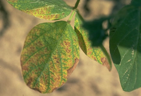 Herbicide Injury Symptoms on Corn and Soybeans (Purdue University)