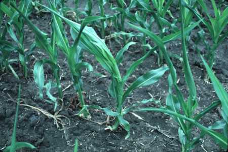 corn herbicide injury dicamba soybeans weeds mode application purdue symptoms buggy regulator growth btny extension edu