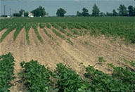 Soybean Image