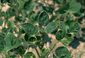 Soybean Image