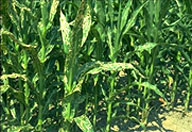 Corn Image