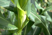 Corn Image