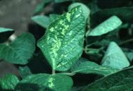 Soybean Image